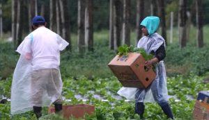 Trabajadores-agrícolas