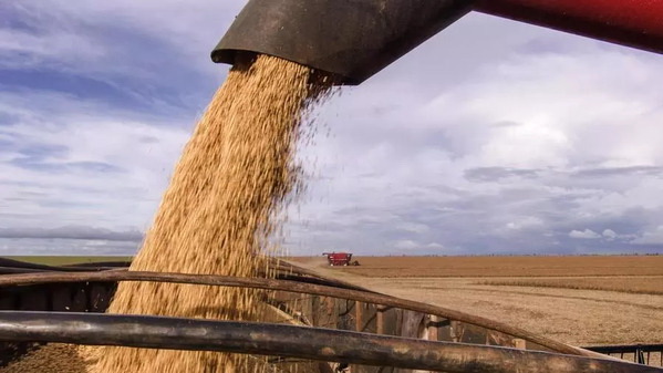 Coseha-de-soja-en-Brasil