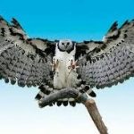 JOB’ TZ’IKIN (5 PÁJARO)