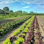 Es tiempo de agroecología: el sistema alimentario actual acelera la crisis climática y empobrece a las mayorías